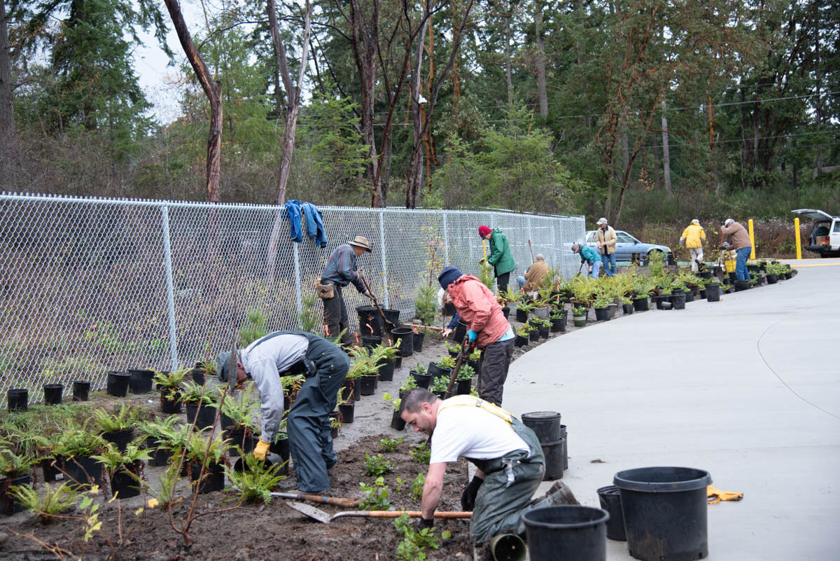 Members of the Admiralty Audubon Society tending to native plants at the Salish Coast Elementary School. (photo by Andrew Palmer)